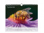 Imker-Tipps-Kalender „Abflug“ September