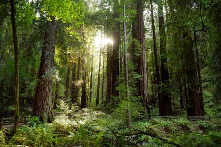 Der europäische Wald wächst kontinuierlich