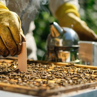 Imker behandelt Bienen von oben bei geöffneter Bienenbeute