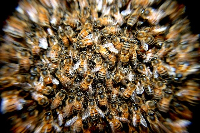 Foto-Wettbewerb "Wunderwelt der Bienen"